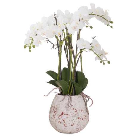 large stone potted orchid with roots