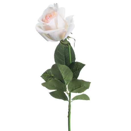 palest pink tea rose