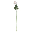 palest pink tea rose