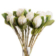 closed white protea