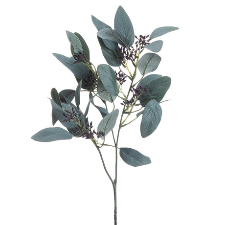 seeded eucalyptus stem