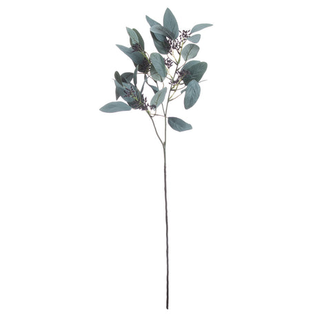 seeded eucalyptus stem