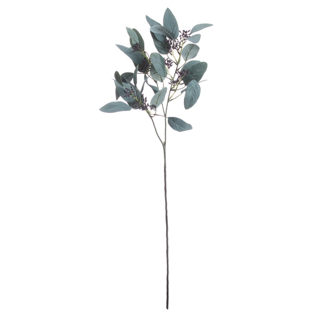 seeded eucalyptus stem