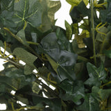 ivy pick