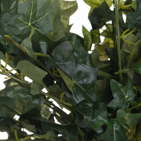 ivy pick