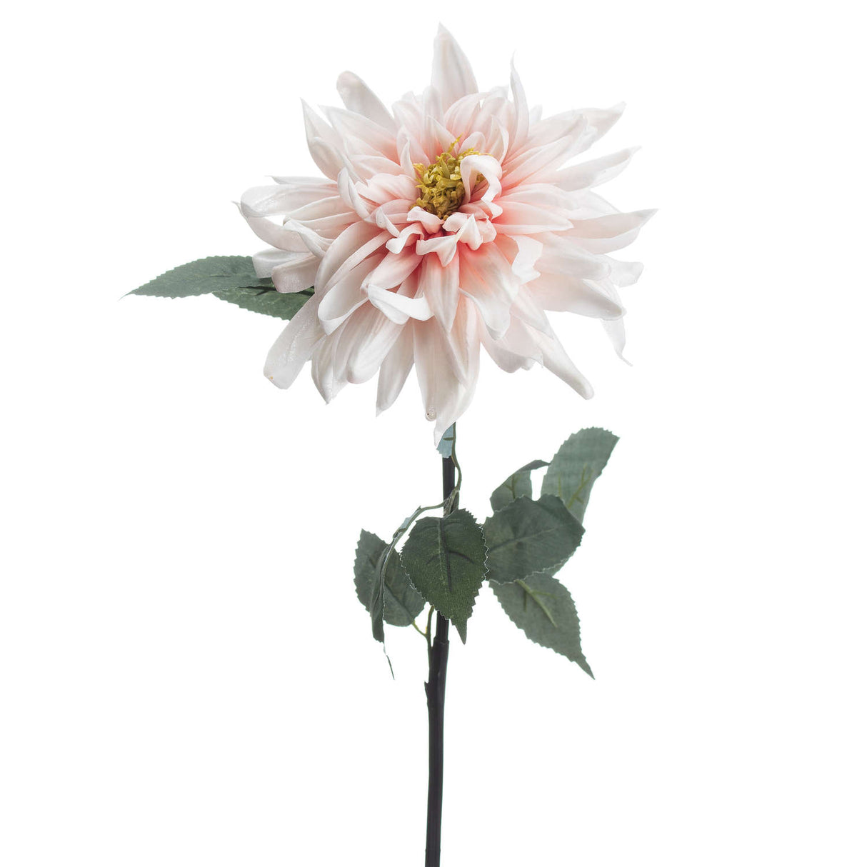 lush pink dahlia