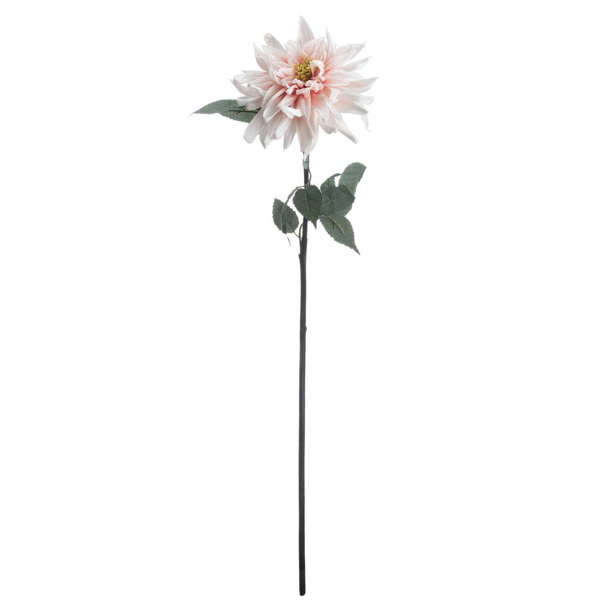 lush pink dahlia