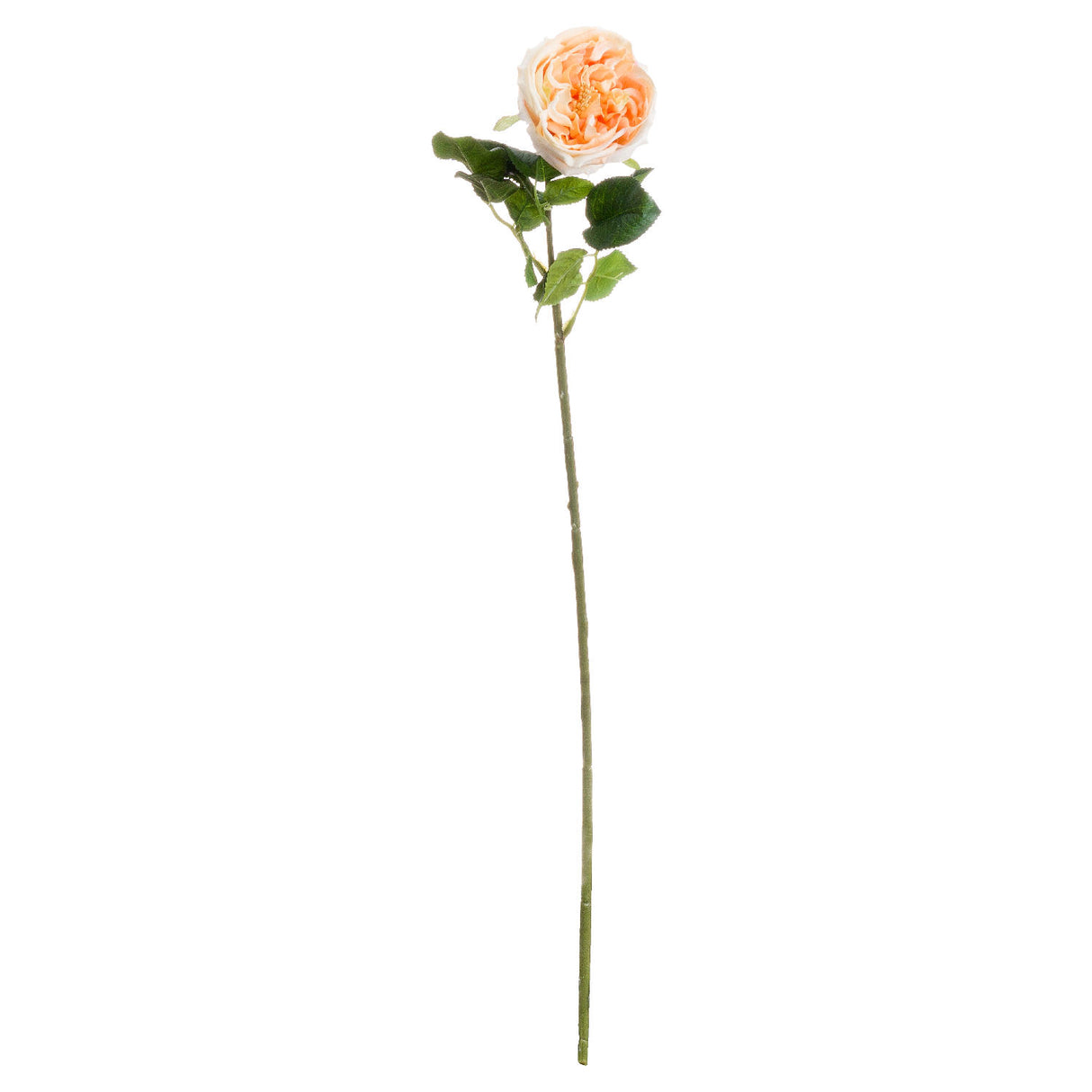butter portland rose