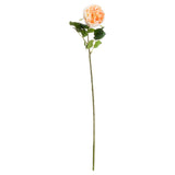 butter portland rose
