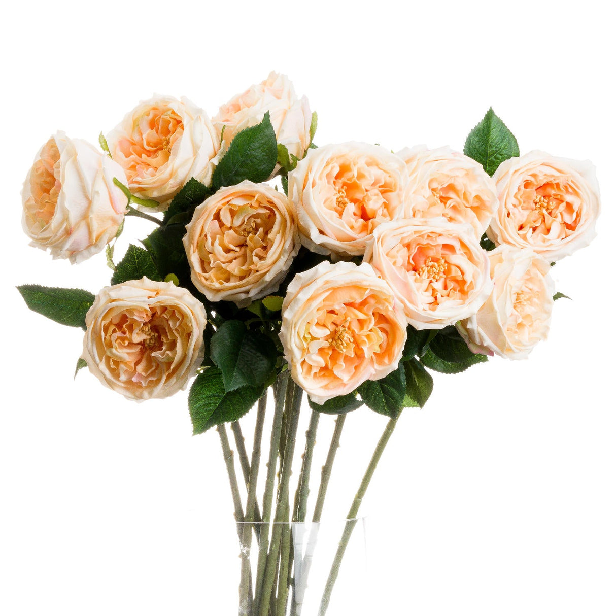 Nina Butter Portland Rose