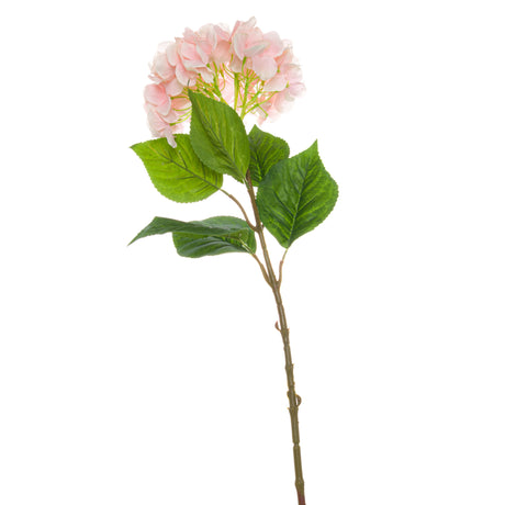 single pink hydrangea