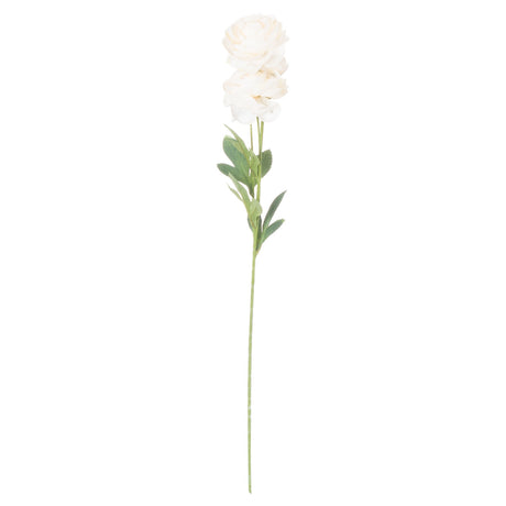 cream ranunculus