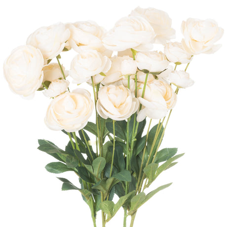 cream ranunculus