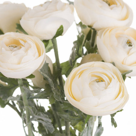 soft cream ranunculus