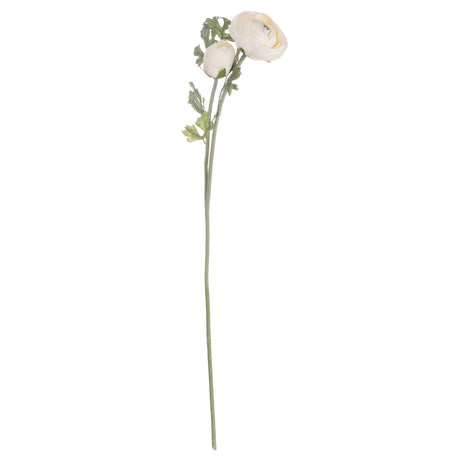 soft cream ranunculus