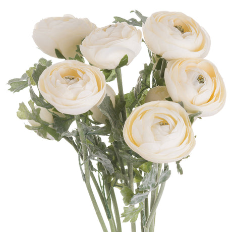 soft cream ranunculus