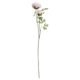 pastel pink ranunculus