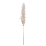 cream pampas grass