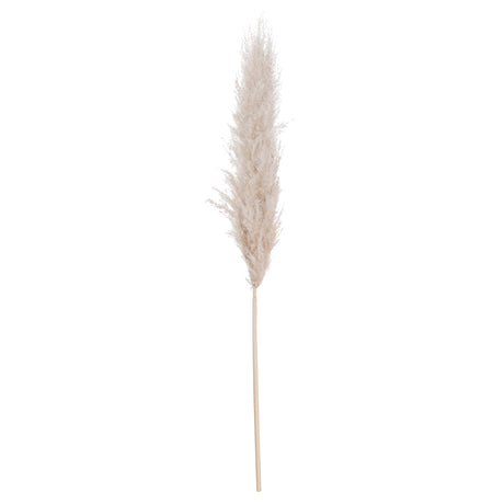 cream pampas grass