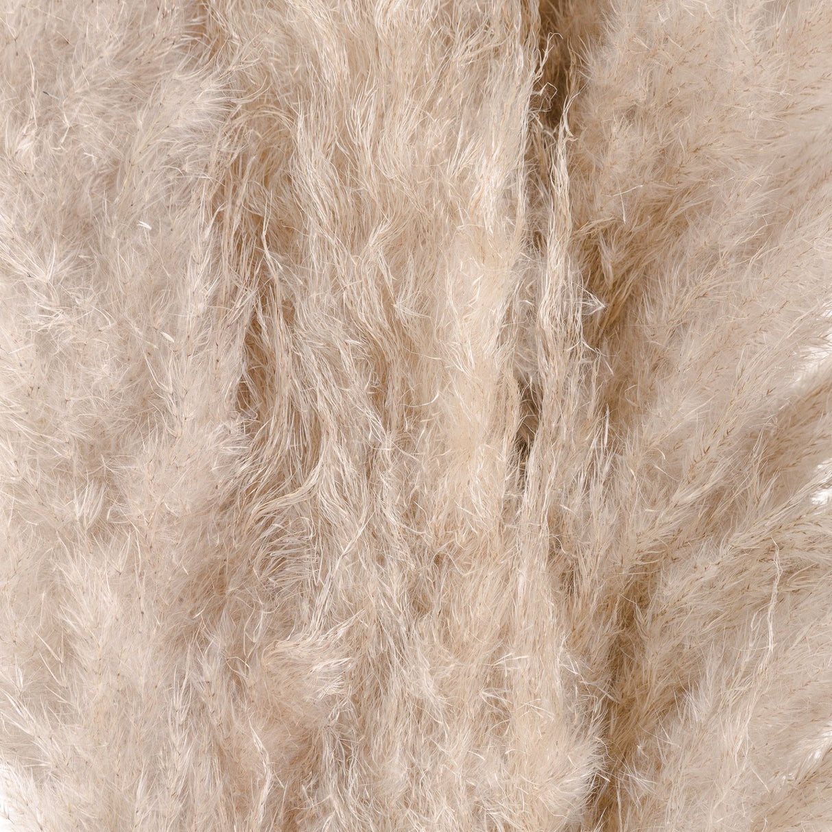 cream pampas grass