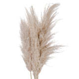 cream pampas grass