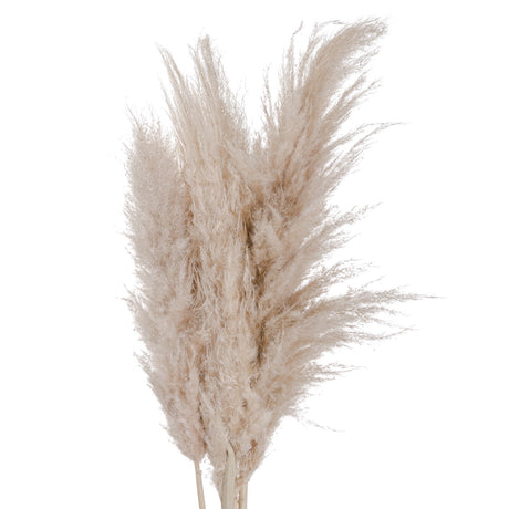 cream pampas grass