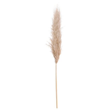 butter pampas grass