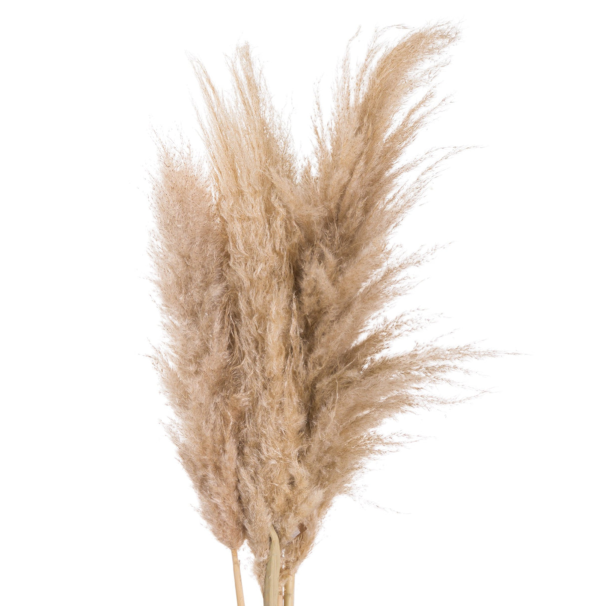 butter pampas grass