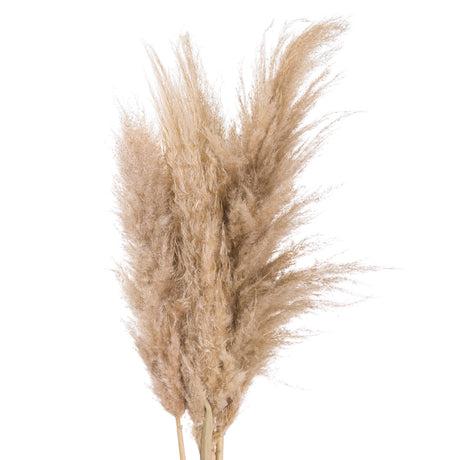 butter pampas grass