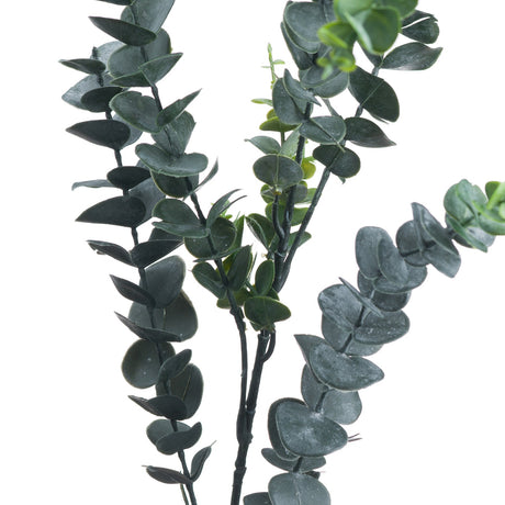 silver dollar eucalyptus