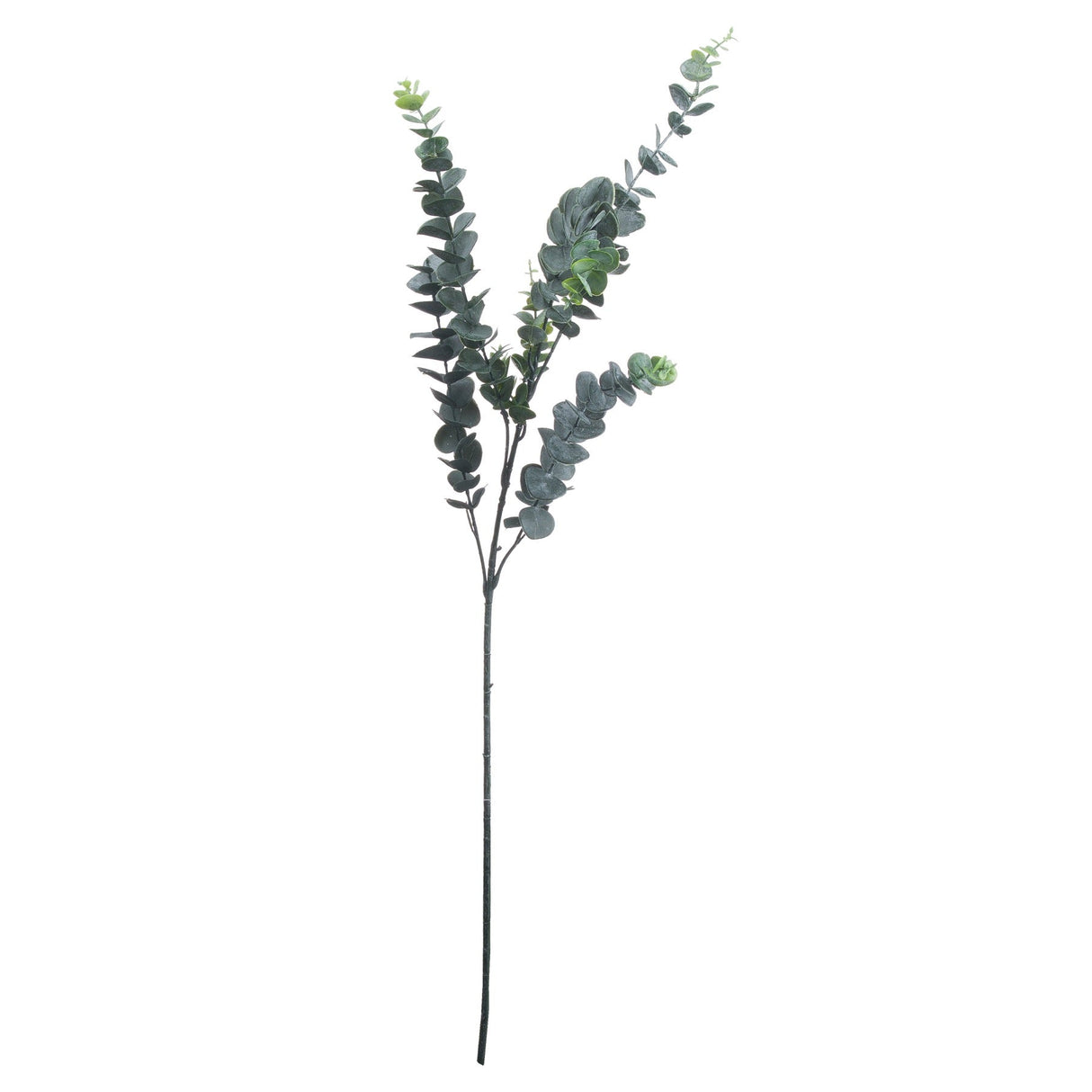 Margaux Silver Dollar Eucalyptus
