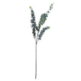 Margaux Silver Dollar Eucalyptus