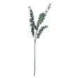 silver dollar eucalyptus