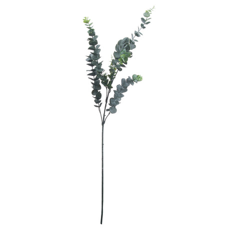 silver dollar eucalyptus