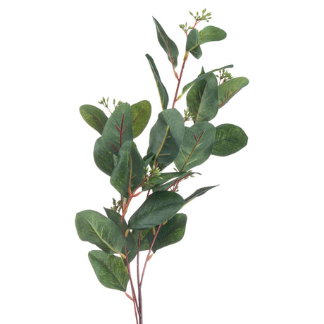 summer seeded eucalyptus