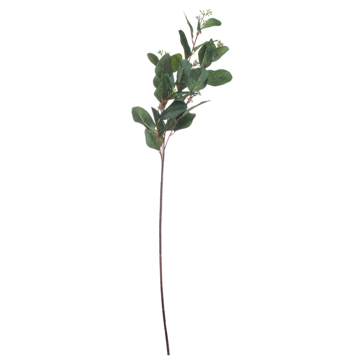 summer seeded eucalyptus