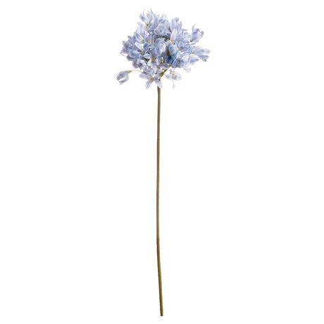 light blue large headed agapanthus