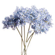 light blue large headed agapanthus