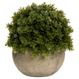 miniature hebe veronica in pot