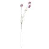 purple meadow flower