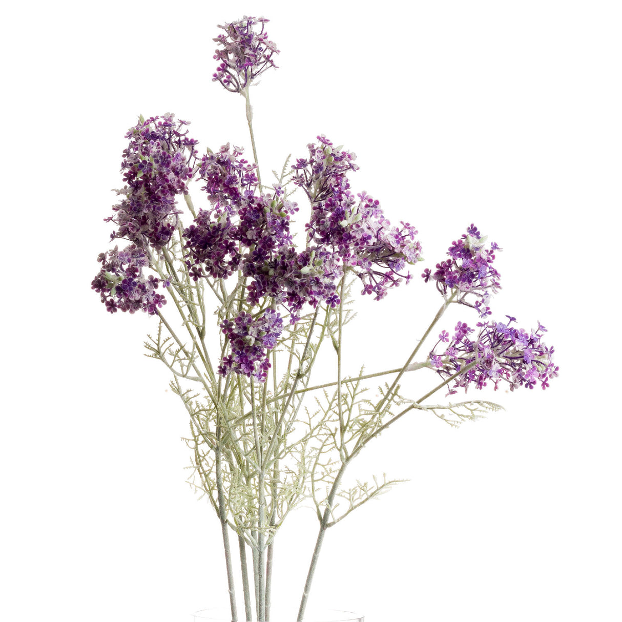purple meadow flower