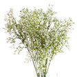 white gypsophila spray