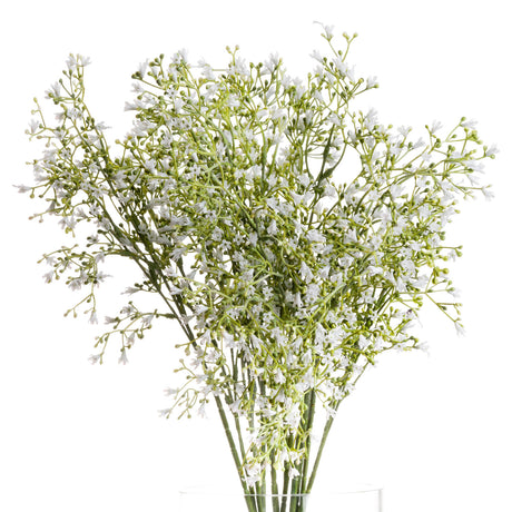 white gypsophila spray