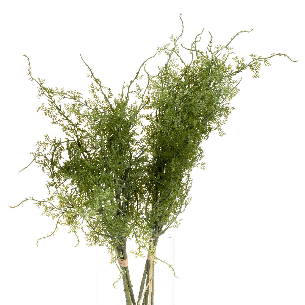 asparagus fern bunch