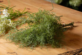 asparagus fern bunch