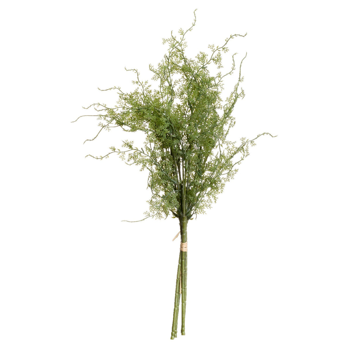 Mirabelle Asparagus Fern Bunch