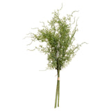 Mirabelle Asparagus Fern Bunch