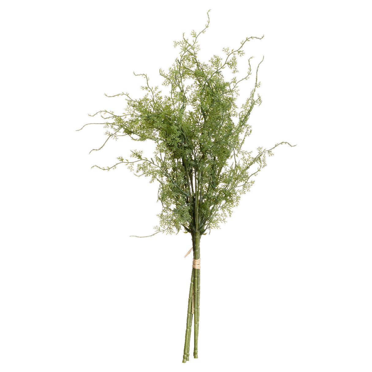 asparagus fern bunch
