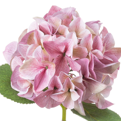 shabby pink single hydrangea