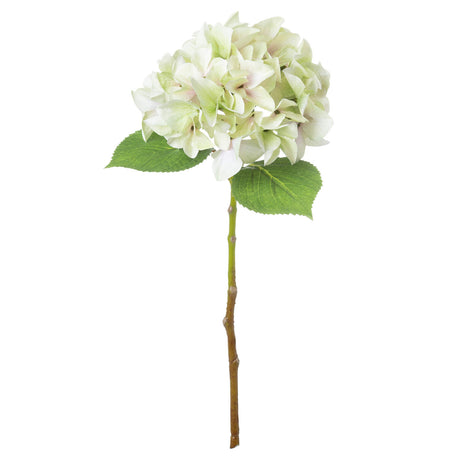 shabby green single hydrangea